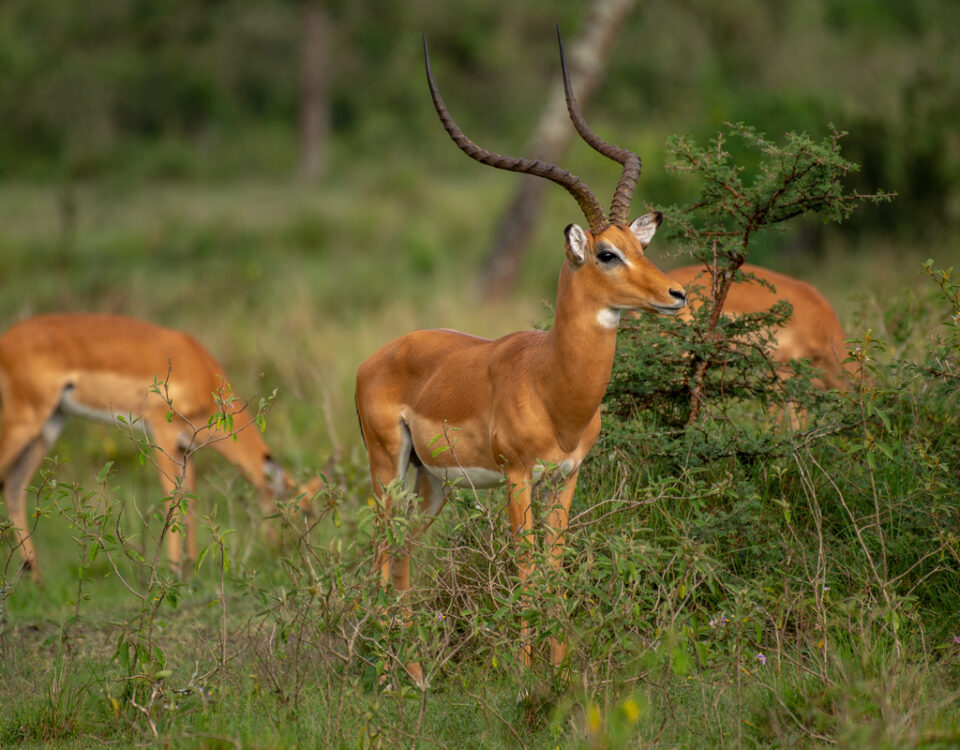 Murchison Falls National Park