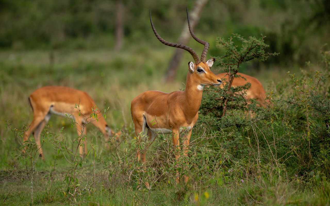 Murchison Falls National Park