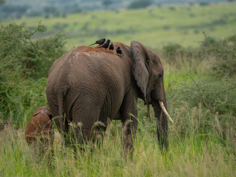 Murchison Falls Tours