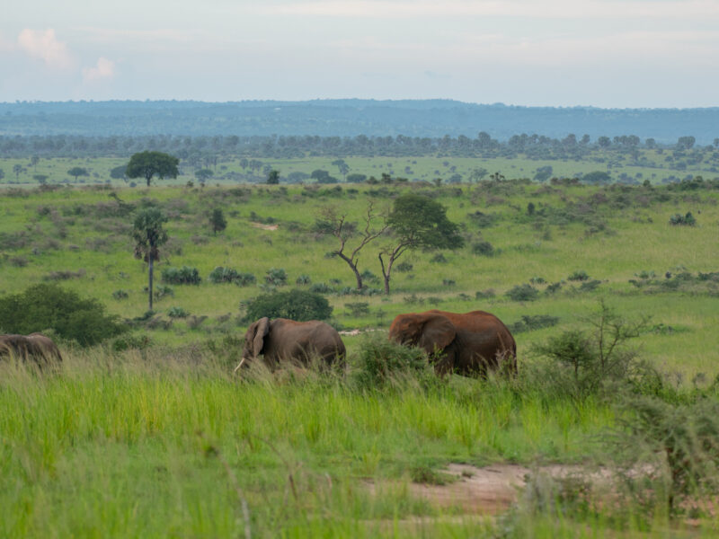 Murchison Falls Tours