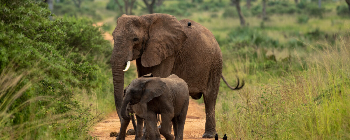 Murchison Falls Tours