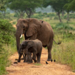 Murchison Falls Tours