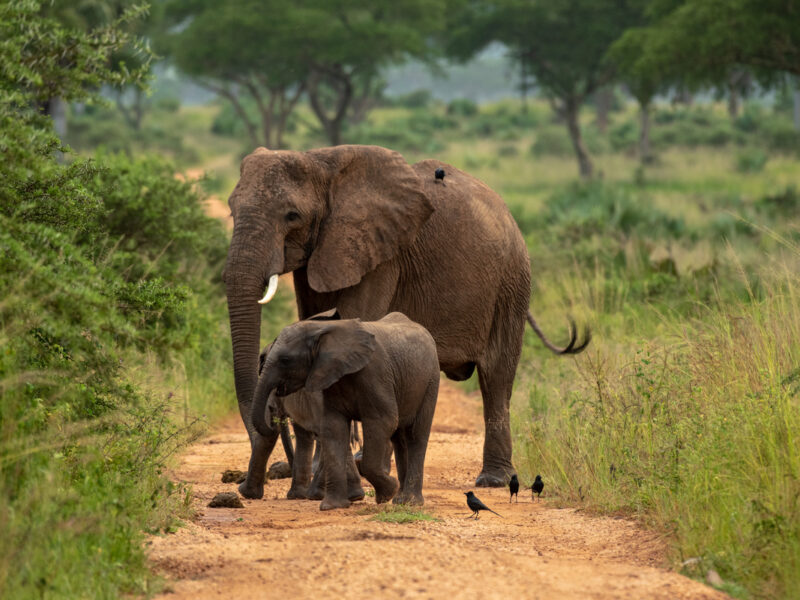 Murchison Falls Tours