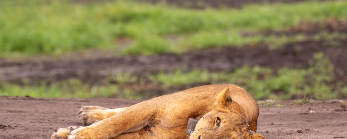 What Is the Best Time to Visit Murchison Falls National Park?
