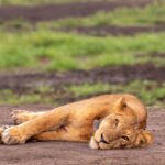 What Is the Best Time to Visit Murchison Falls National Park?