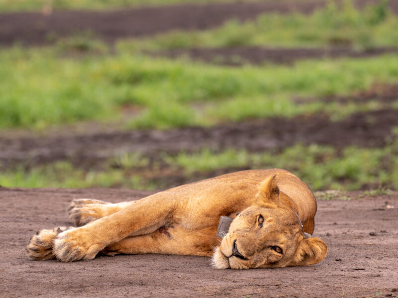 What Is the Best Time to Visit Murchison Falls National Park?