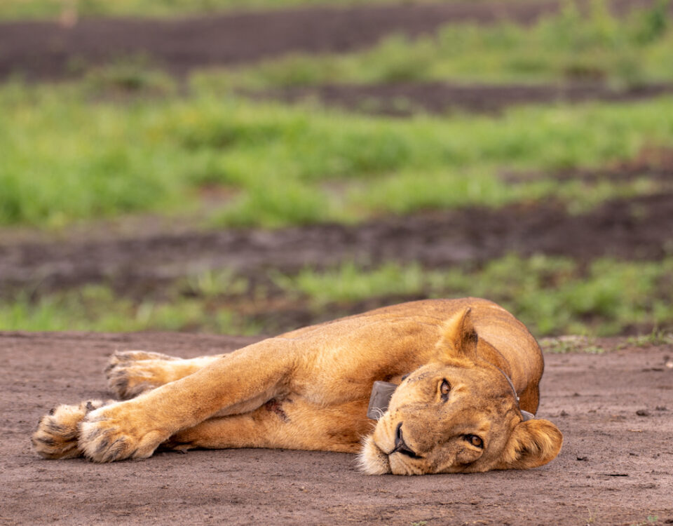 What Is the Best Time to Visit Murchison Falls National Park?