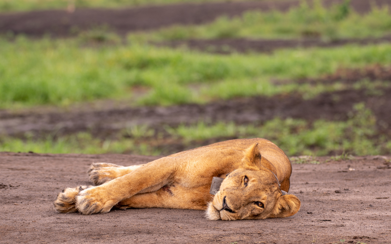 What Is the Best Time to Visit Murchison Falls National Park?