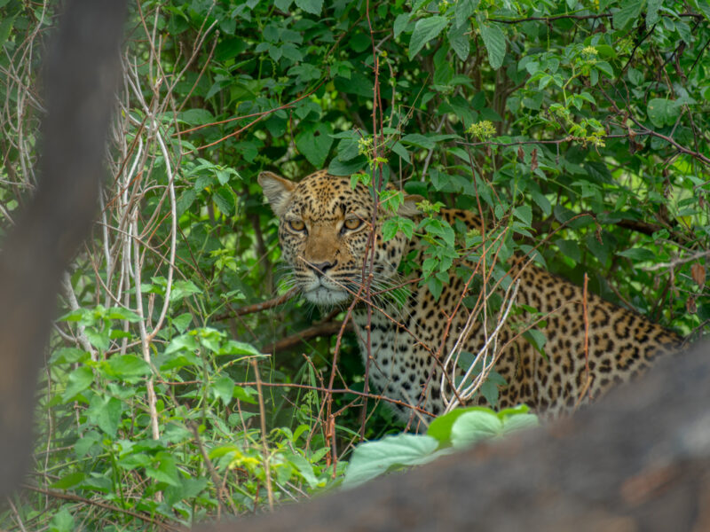 Uganda Big Five Safari
