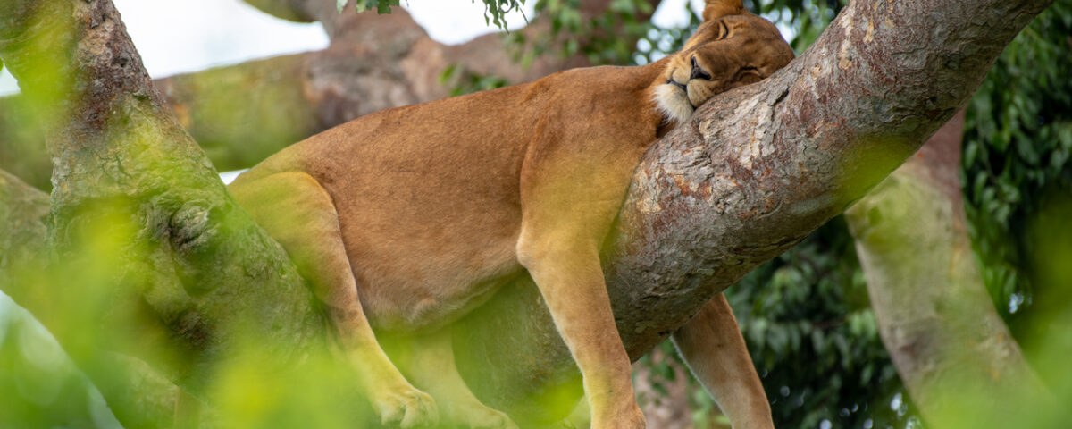 What is Murchison Falls National Park Known For?