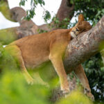 What is Murchison Falls National Park Known For?