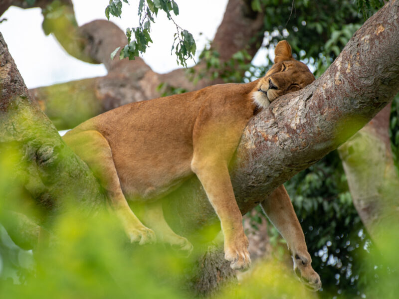 What is Murchison Falls National Park Known For?