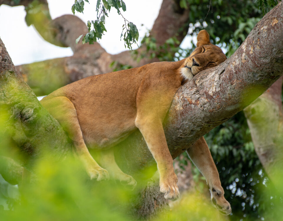 What is Murchison Falls National Park Known For?