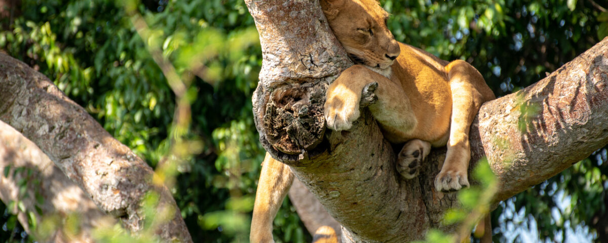 Uganda Big Five Safari
