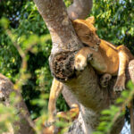 Uganda Big Five Safari