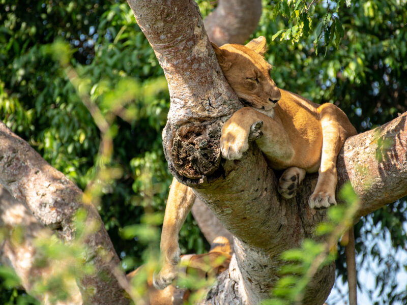 Uganda Big Five Safari