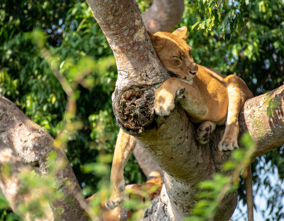 Uganda Big Five Safari