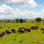 Murchison Falls National Park