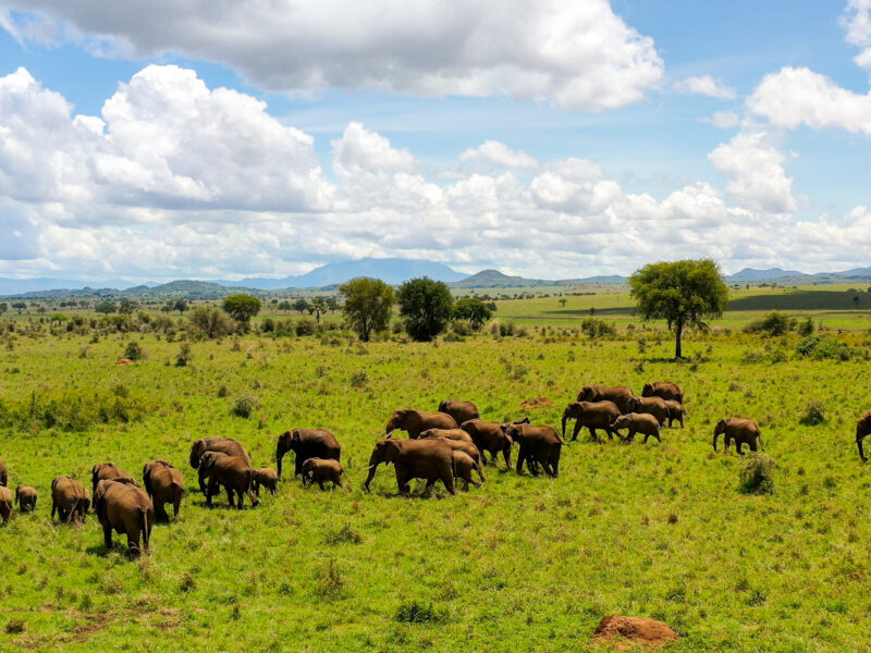 Murchison Falls National Park