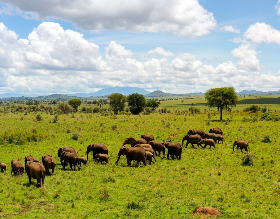 Murchison Falls National Park