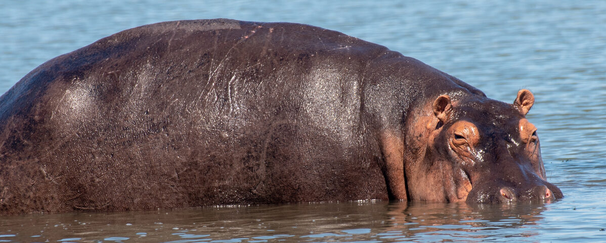 Murchison Falls National Park