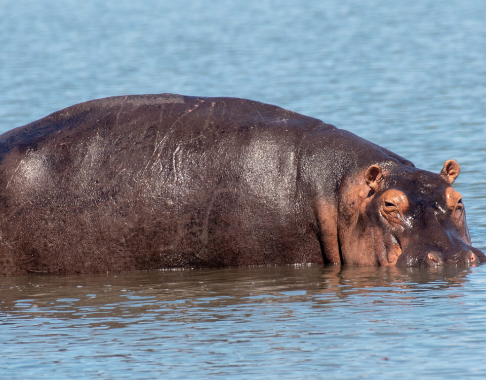 Murchison Falls National Park