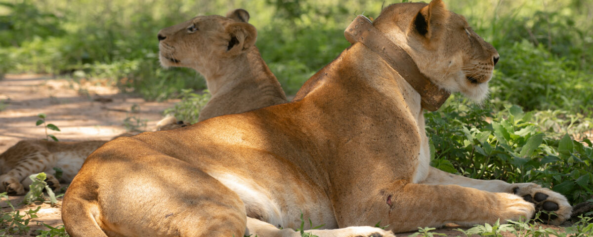 Uganda Big Five Safari