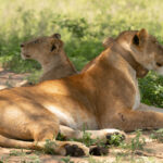 Uganda Big Five Safari