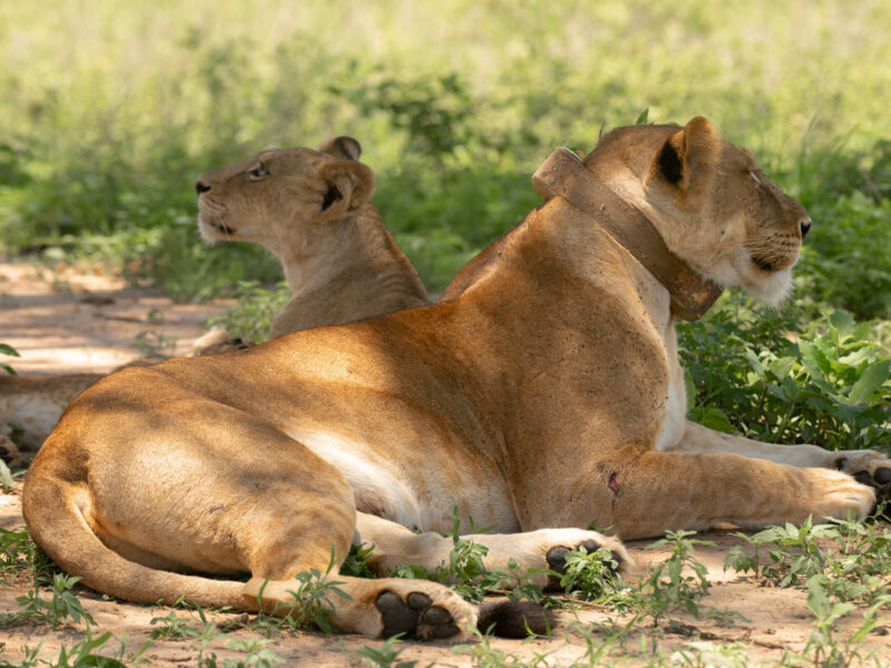 Uganda Big Five Safari
