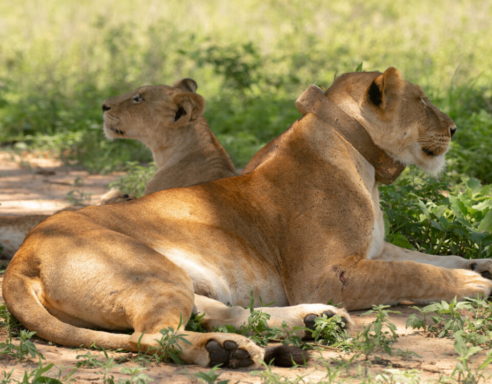Uganda Big Five Safari