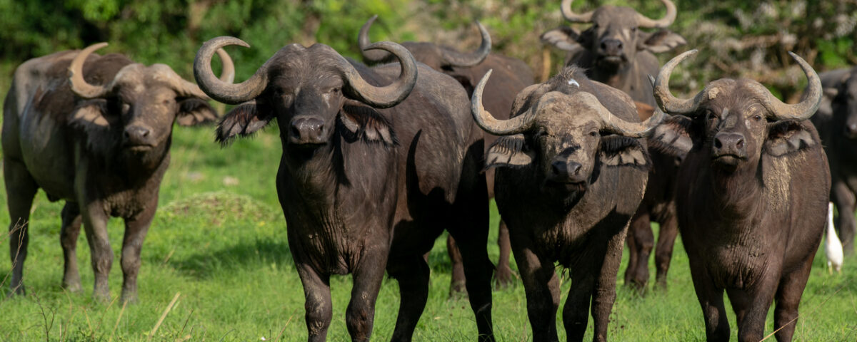 Big Five Safari Experience