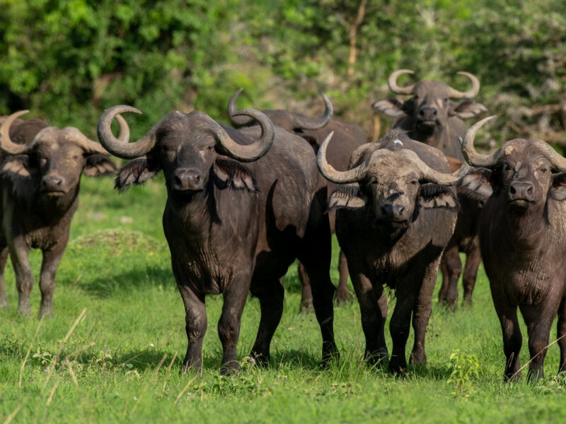 Big Five Safari Experience