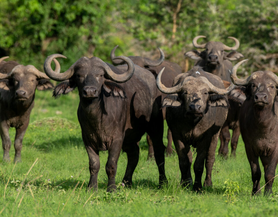 Big Five Safari Experience