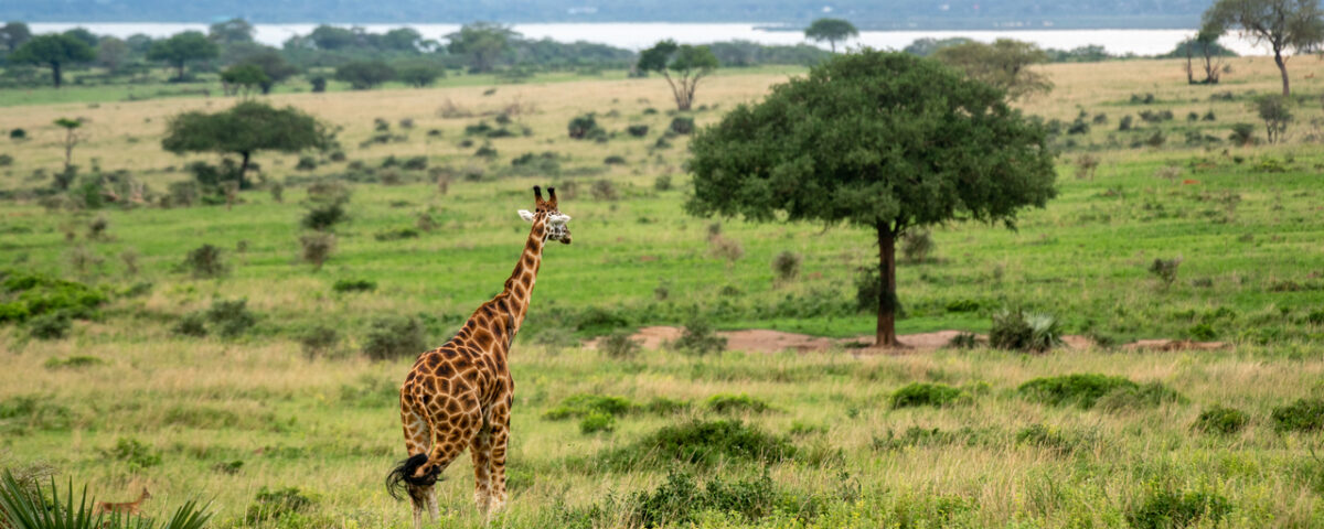Murchison Falls Safaris