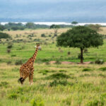 Murchison Falls Safaris
