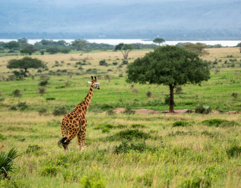 Murchison Falls Safaris