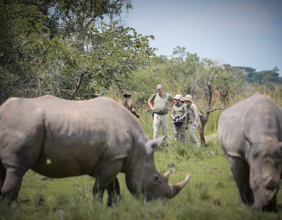  Are There Other Wildlife Species to See at Ziwa Rhino Sanctuary Besides Rhinos?
