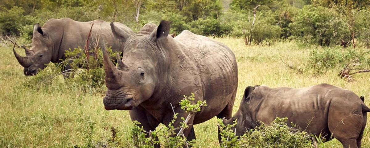 Are Walking Safaris Available in Ziwa Rhino Sanctuary?