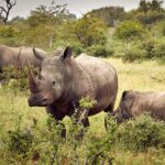 Are Walking Safaris Available in Ziwa Rhino Sanctuary?