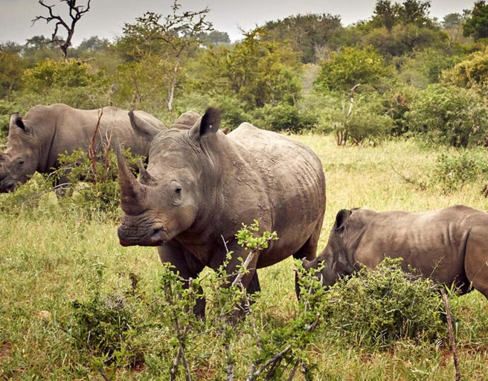 Are Walking Safaris Available in Ziwa Rhino Sanctuary?