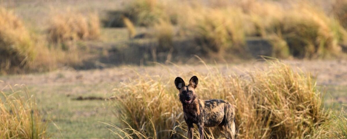 Are Wild Dogs Found in Murchison Falls