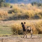 Are Wild Dogs Found in Murchison Falls