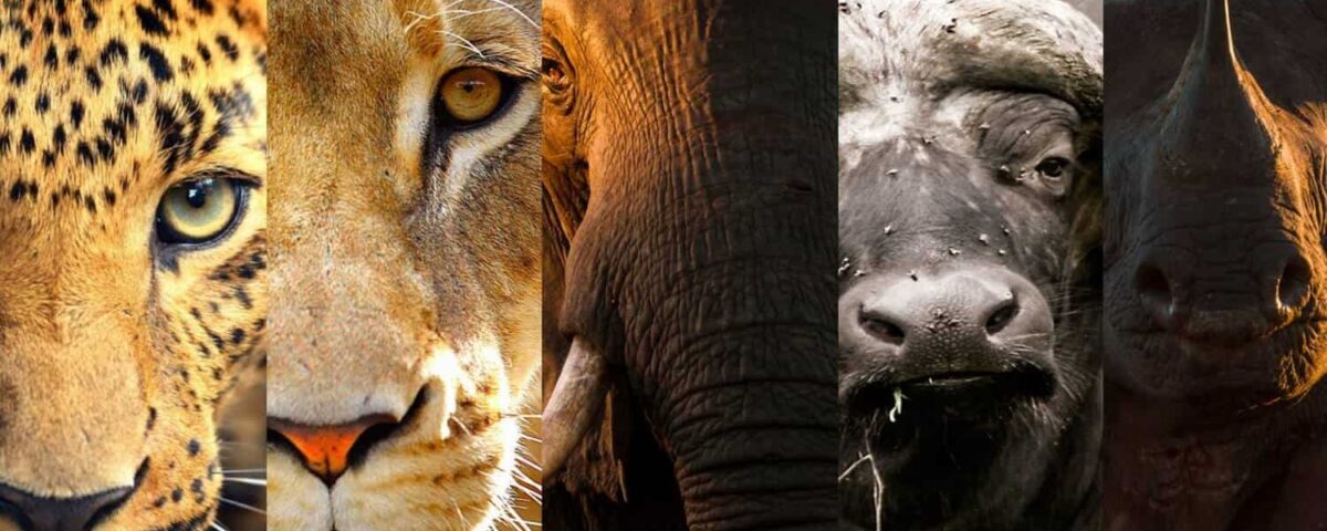 The Big Five in Uganda: Where to Find Them