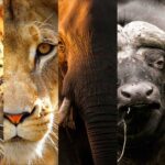 The Big Five in Uganda: Where to Find Them