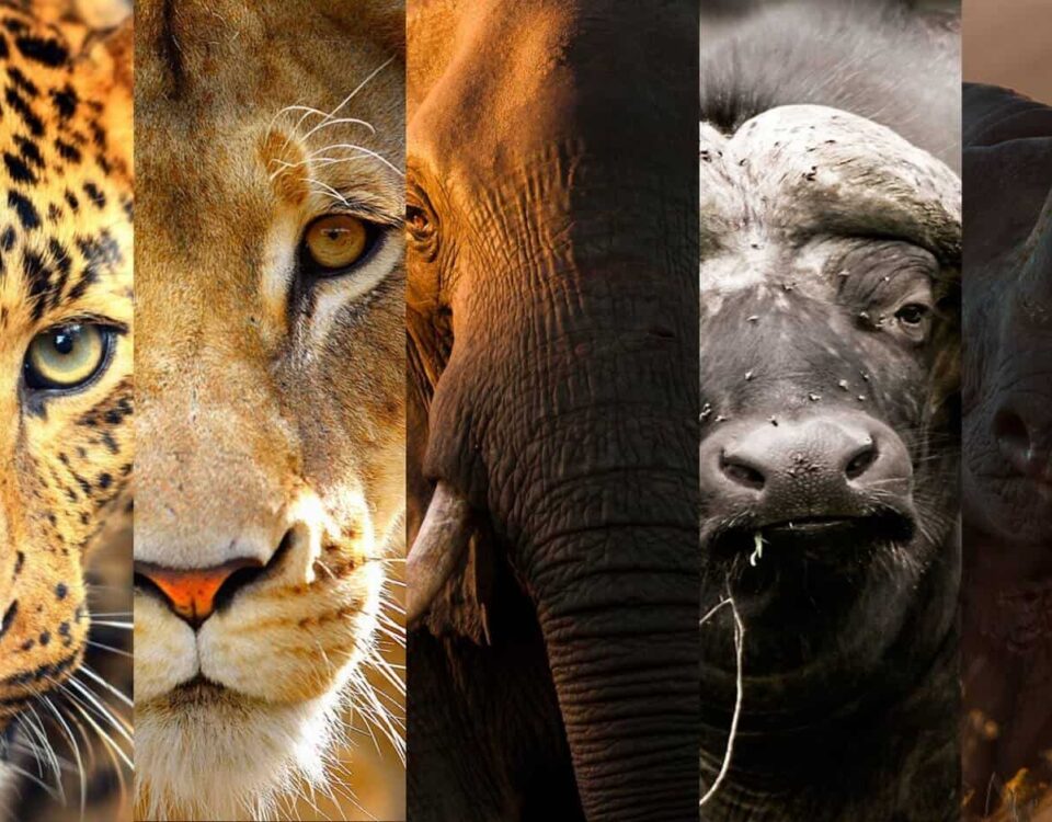 The Big Five in Uganda: Where to Find Them