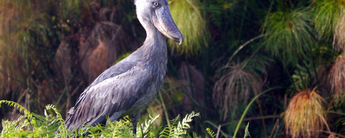 Can I Spot Rare Animals Like Shoebill Storks