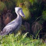 Can I Spot Rare Animals Like Shoebill Storks
