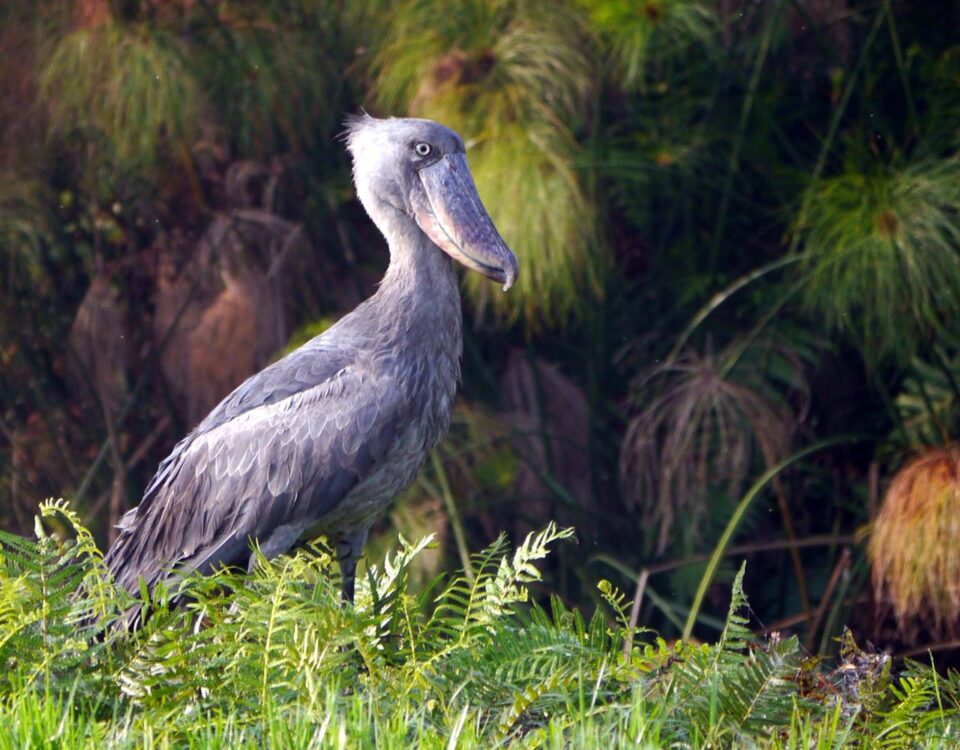 Can I Spot Rare Animals Like Shoebill Storks