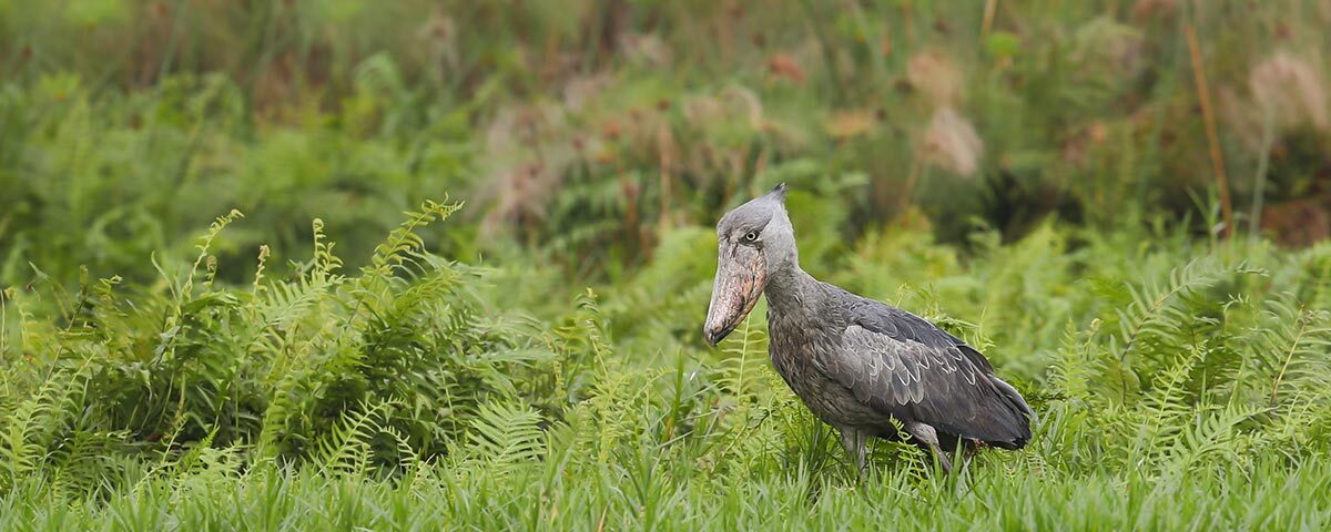 Can I Spot Rare Animals Like Shoebill Storks