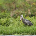 Can I Spot Rare Animals Like Shoebill Storks